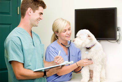 Veterinary Nurses Placement